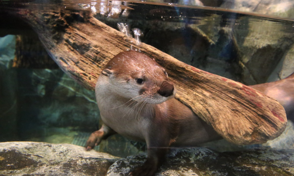 Blog Header (41) Close up image of an otter under water. The otter is half way tucked under a log in it's tank and has its head turned to the right.
